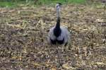 Mal wieder etwas von ...  Andr� Breutel 03.11.2011