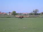 Ein Bison im Burgenland ...  Markus  04.11.2011