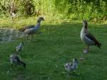 Nilg�nse mit den letzten ...  Loewenkind 04.11.2011
