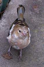 Buchfink    ...  Loewenkind 04.11.2011