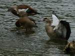 Nilg�nse    ...