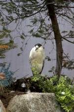 Nachtreiher (Nycticorax) (6 Fotos)