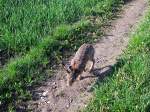 Gem�chlich hoppelt dieser Feldhase ...  JohannJ 05.11.2011