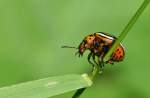 Kartoffelk�fer    ...