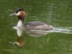 Taucher (Podiceps) (7 Fotos)