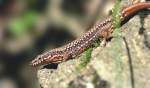 Echte Eidechsen (Lacertidae) (40 Fotos)