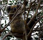 Koala
23.10.2011  ...  Mandy Graupner 11.11.2011