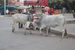 Streitende K�he in Agra. ...  Jonas Steiner 12.11.2011