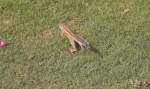Fl�chtendes Streifenh�rnchen ...  Jonas Steiner 12.11.2011