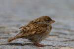  Kleiner ,,Dreckspatz  - ...  Gerd Wiese 12.11.2011