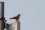 Falken (Falco) (38 Fotos)