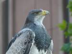 Echte Adler (Aquila) (15 Fotos)