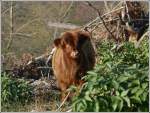 - Ausgeb�chst - Neugierig ...  De Rond Hans und Jeanny 15.11.2011