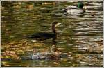 - Herbst an der ...  De Rond Hans und Jeanny 15.11.2011