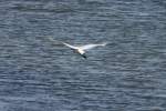 Ein Silberreiher flieg t�ber ...  Andr� Breutel 16.11.2011