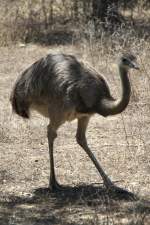 Nandu (Rhea americana) am ...  Gilbert Angermann 18.11.2011