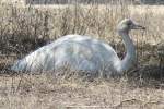 Albino-Nandu (Rhea americana) am ...  Gilbert Angermann 18.11.2011