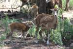 Europ�ische Mufflons (Ovis orientalis ...  Gilbert Angermann 18.11.2011