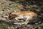 M�der Damhirsch (Dama dama) ...  Gilbert Angermann 18.11.2011