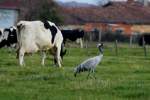 Der Kranich ...  Andr� Breutel 18.11.2011