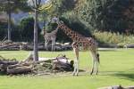 Diese Giraffen standen am ...  Alexander Borchardt 19.11.2011
