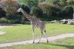 Diese Giraffe stand am ...  Alexander Borchardt 19.11.2011
