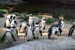 Brillenpinguine (Spheniscus) (51 Fotos)