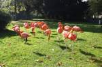 Diese Flamingos standen am ...  Alexander Borchardt 19.11.2011