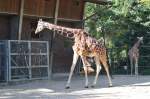 Diese Giraffe stand am ...  Alexander Borchardt 19.11.2011