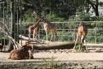 Diese Giraffen standen am ...  Alexander Borchardt 19.11.2011