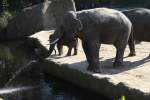 Dieser Elefant ...  Alexander Borchardt 19.11.2011