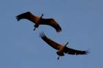Zwei Alttiere ...  Andr� Breutel 19.11.2011