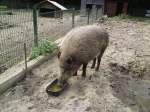 Dieses Wildschwein ...  Alexander Borchardt 20.11.2011