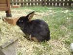 Dieses Zwergkaninchen sa� am 2.8.2009 im Tierpark Springbachm�hle.  ...