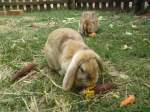 Diese Zwergkaninchen sa�en am ...  Alexander Borchardt 20.11.2011