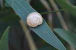 Mittelmeersandschnecke (Theba ...  Gilbert Angermann 21.11.2011