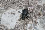 Gro�er Totenk�fer ...  Gilbert Angermann 21.11.2011