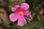 Gr�ner Scheinbockk�fer ...  Gilbert Angermann 22.11.2011