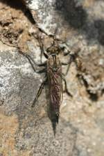 Raubfliegen (Asilidae) (0 Fotos)