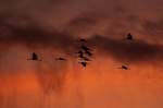 Kraniche ziehen am Abendhimmel ...  Andr� Breutel 24.11.2011