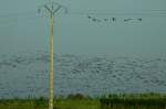 Ein gro�er Kranichschwarm mit ...  Andr� Breutel 24.11.2011