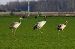Eine Kranichfamilie auf einem ...  Andr� Breutel 24.11.2011