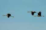Eine Kranichfamilie fliegt zu ...  Andr� Breutel 24.11.2011