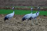 Kraniche auf einem Acker ...  Andr� Breutel 24.11.2011