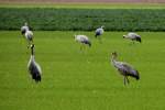 Kraniche auf einem Feld ...  Andr� Breutel 24.11.2011