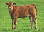 Aberdeen Angus (6 Fotos)