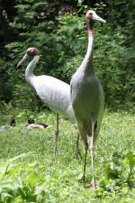 Saruskraniche (Grus antigone) am ...  Gilbert Angermann 25.11.2011