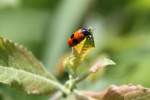 Ameisen-Sackk�fer oder ...  Gilbert Angermann 25.11.2011