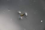 Gemeiner Wasserl�ufer (Gerris lacustris) ...  Gilbert Angermann 25.11.2011