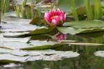 Gro�e K�nigslibelle ...  Gilbert Angermann 25.11.2011